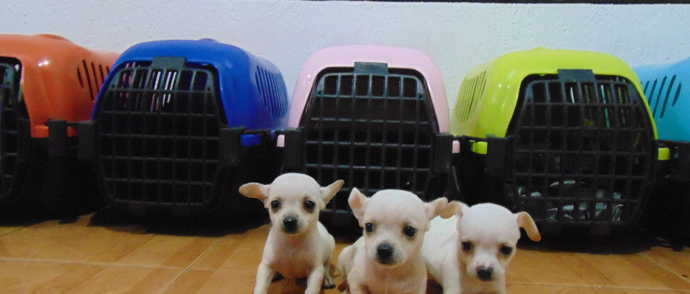 Compra venta de cachorros y perros de raza hembras y machos disponibles www.Ventadecachorr