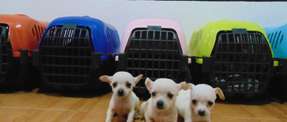 Compra venta de cachorros y perros de raza hembras y machos disponibles www.Ventadecachorr