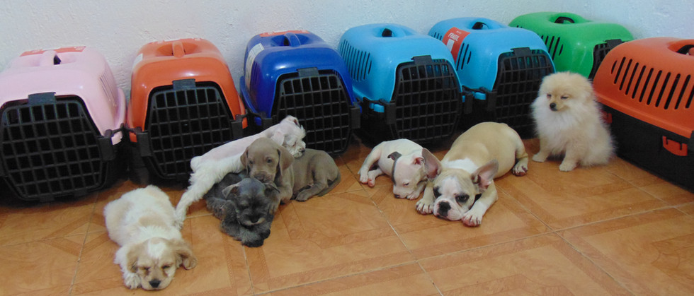 Compra venta de cachorros y perros de raza hembras y machos disponibles www.Ventadecachorr