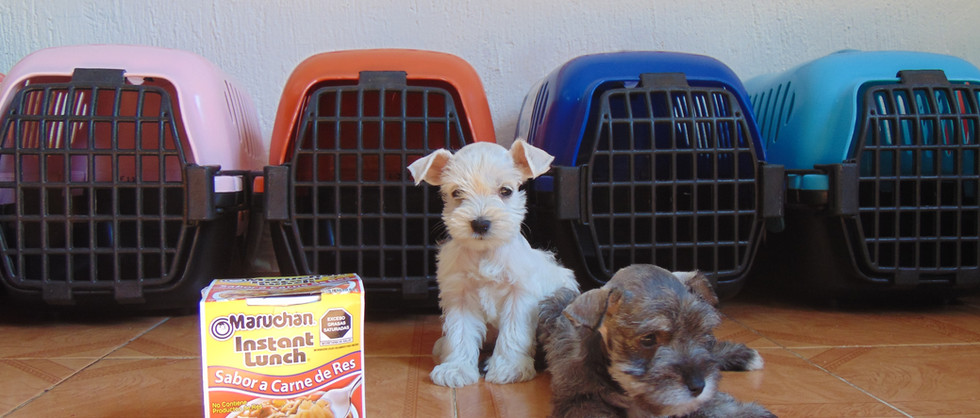 Compra venta de cachorros y perros de raza hembras y machos disponibles www.Ventadecachorr