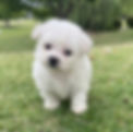 Miniatura: French Poodle blanco miniatura