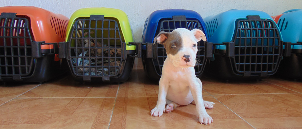 Compra venta de cachorros y perros de raza hembras y machos disponibles www.Ventadecachorr