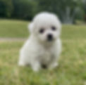 Miniatura: French Poodle blanco miniatura