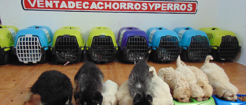 Compra venta de cachorros y perros de raza hembras y machos disponibles www.Ventadecachorr