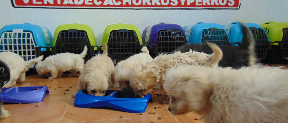 Compra venta de cachorros y perros de raza hembras y machos disponibles www.Ventadecachorr