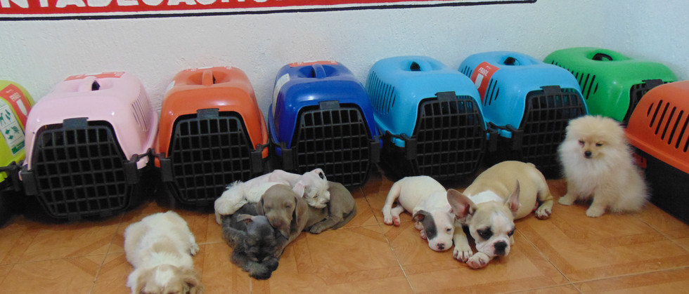 Compra venta de cachorros y perros de raza hembras y machos disponibles www.Ventadecachorr