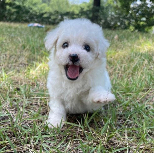 Miniatura: French Poodle blanco miniatura
