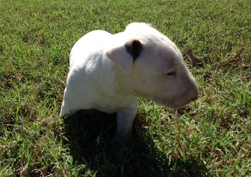 Miniatura: Bull Terrier Ingles miniatura