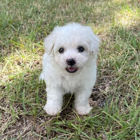 Miniatura: French Poodle blanco miniatura