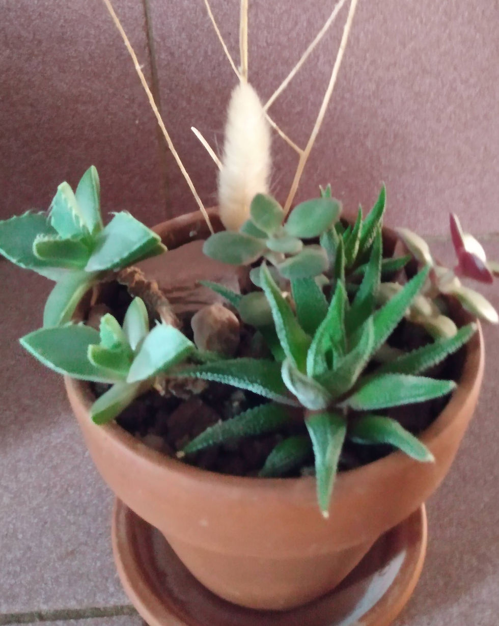 Thumbnail: Tiny Desert Garden