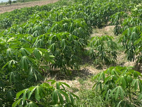 🌾Empowering Communities Through Sustainable Agriculture