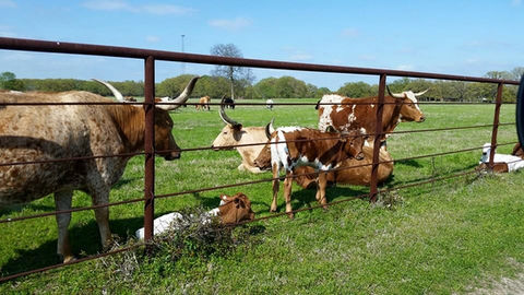 Our longhorns relaxing by a fence