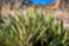 Sharp yucca plant leaves in desert landscape