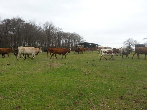 Longhorns taking a walk