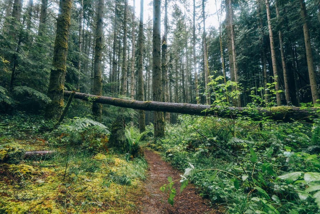 A wooded path surrounded by dense green understory and tall trees