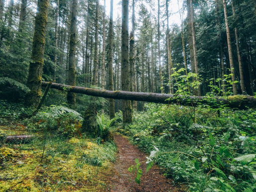 A wooded path surrounded by dense green understory and tall trees