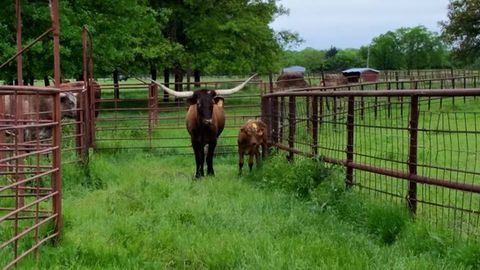 Longhorn and a calf