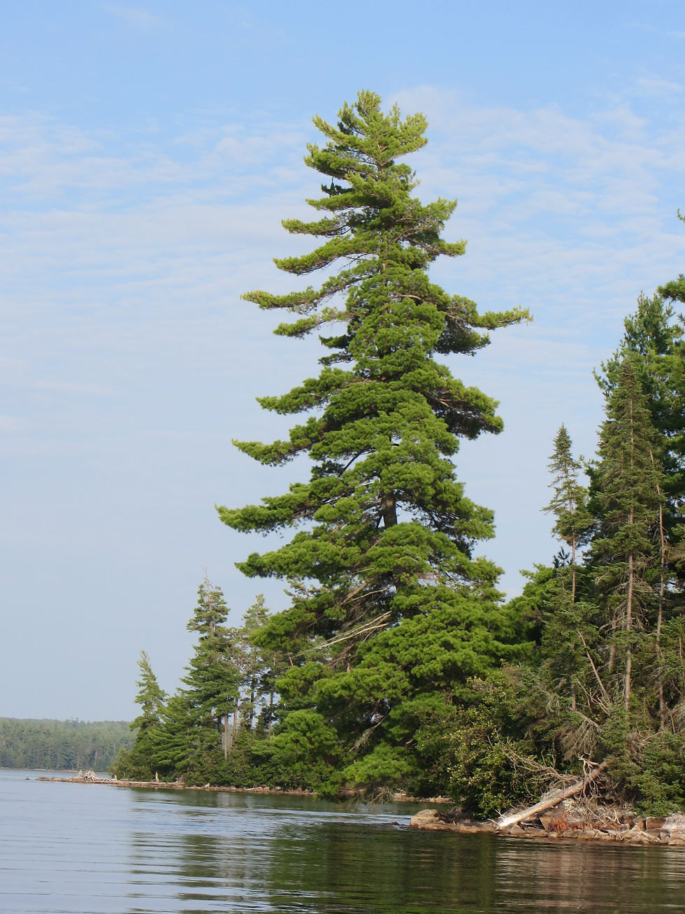 Opeongo