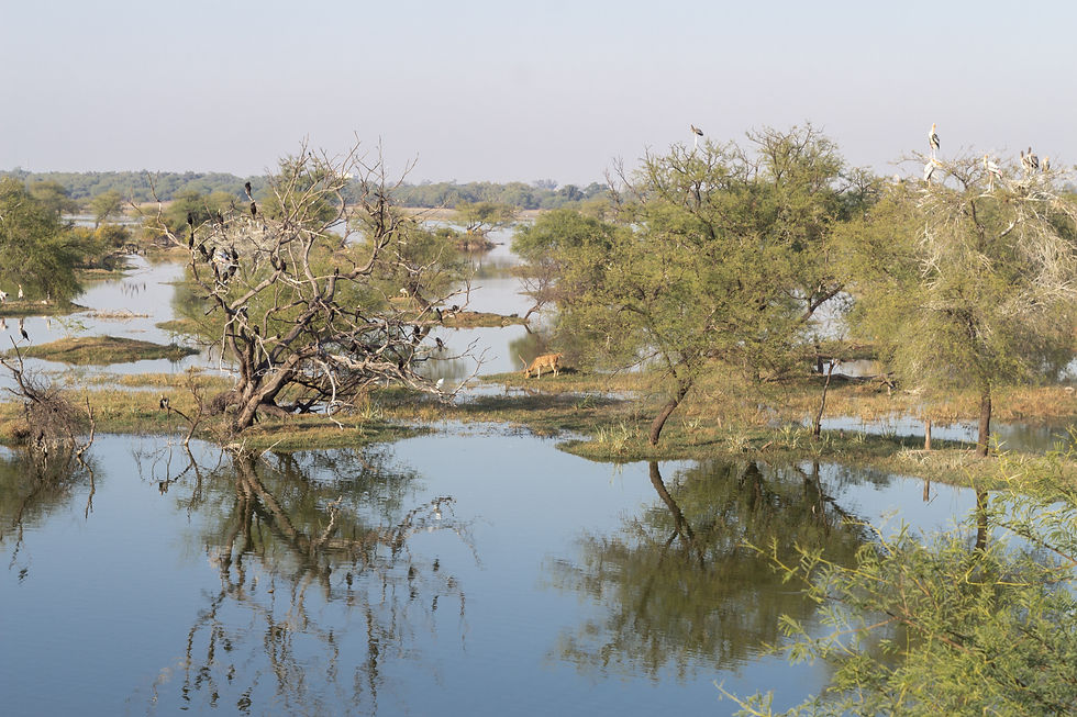 Cheetal aka Axis deer stag in Bharatpur bird sanctuary