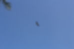 Painted stork flying