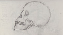 Skull