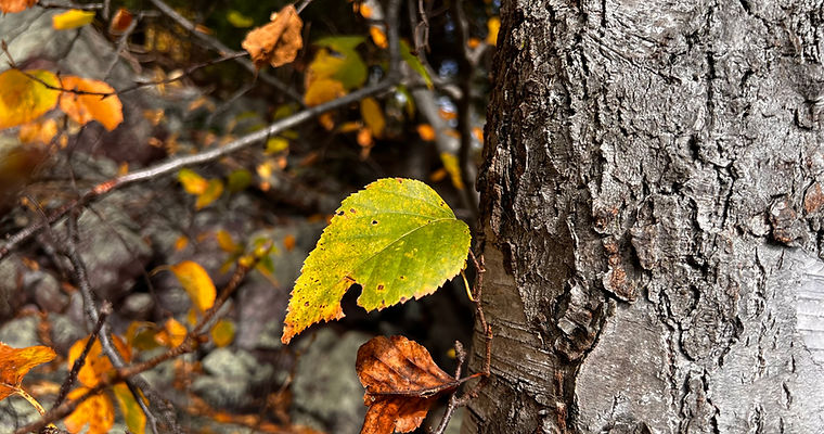 A signle leaf clings to the bark
