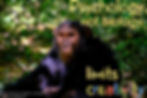 chimpanzees
