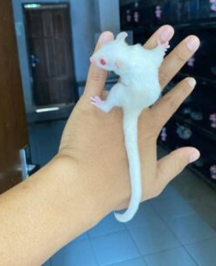 Sugar Glider Supplies Store