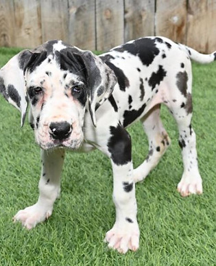 Merle Great Dane Puppy For Sale On Green Grass