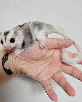 Sugar Glider Handfed Puppies