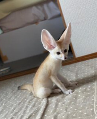 Exotic Fennec Fox Pets