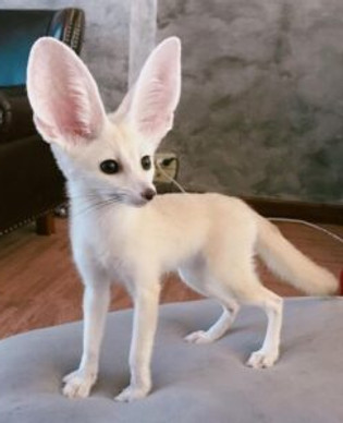 Fennec Fox Breeders Near Me