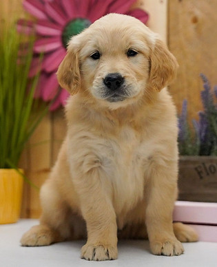 Golden Retriever Puppy Near Me