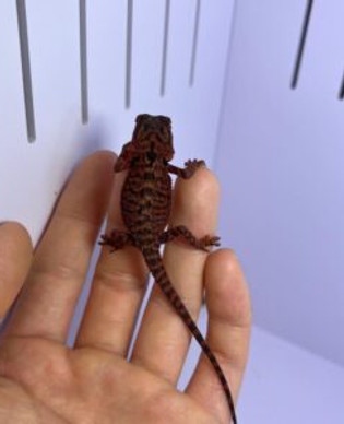 Buy Bearded Dragon