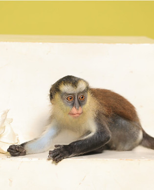 Capuchin Monkey For Sale