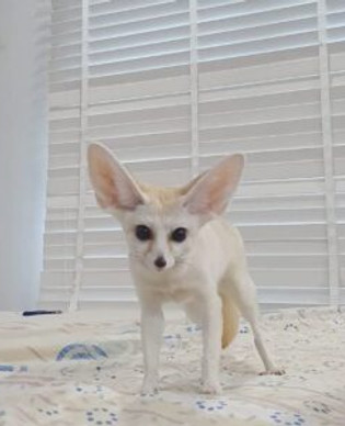 Cute Fennec Fox For Sale