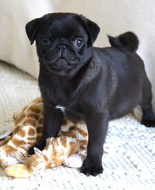 Healthy Black Pug Puppy For Sale