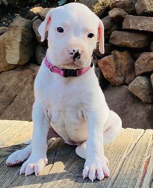 White Dogo Argentino Puppy For Sale Sitting On A Wooden Platform