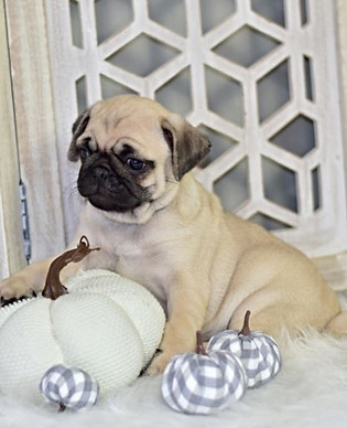 Friendly Pug Puppies For Sale