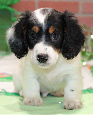 Dachshund Puppies Available