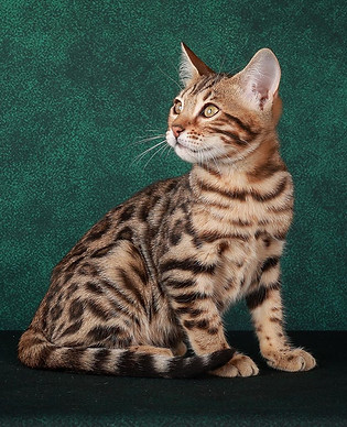 Cute Bengal Kittens