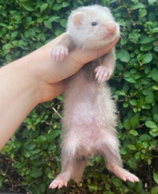 Adopt Baby Ferret