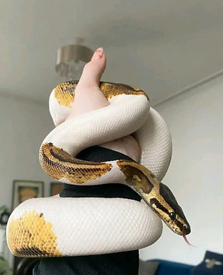 Exotic Ball Python