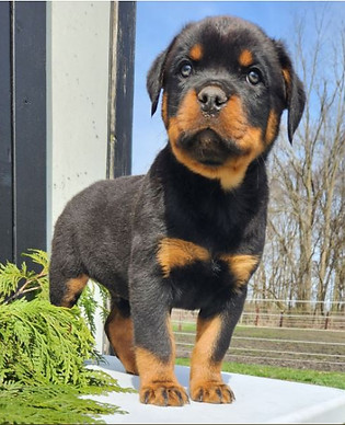 Rottweiler Puppy For Sale Standing Besides Leaves