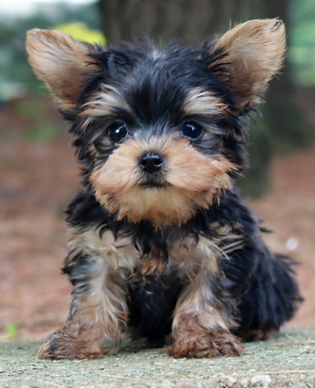 Tiny Yorkie Puppy For Sale