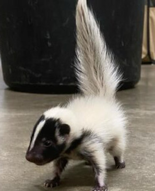 Pet Skunk Supplies
