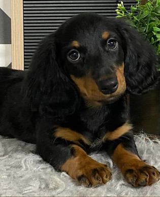 Dachshund Puppy Adoption