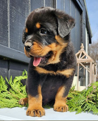 Rottweiler Puppy For Sale sitting on a Leaves