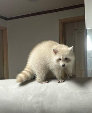 Raccoon Training Tips