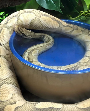 Buy Ball Python